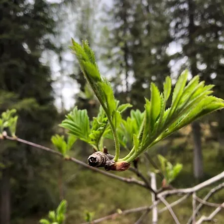 Karhuntaehti * Luosto