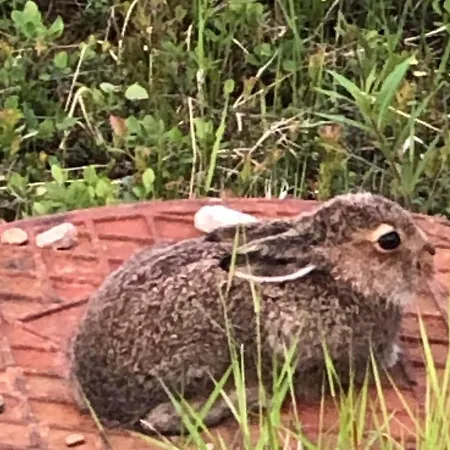 Karhuntaehti * 루오스토