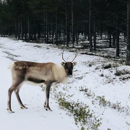Karhuntaehti Villa Luosto