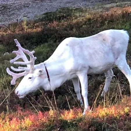 Karhuntaehti ヴィラ ルオスト