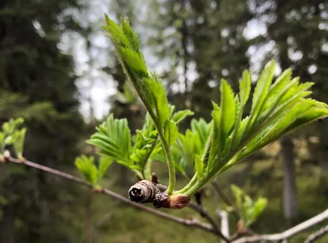 Karhuntaehti * Luosto