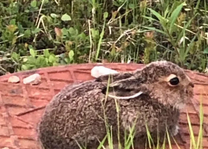 Karhuntaehti * Luosto