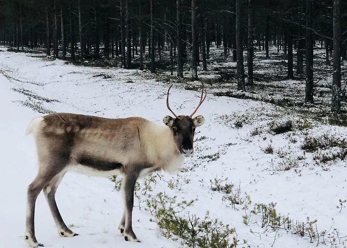 Karhuntaehti Villa Luosto