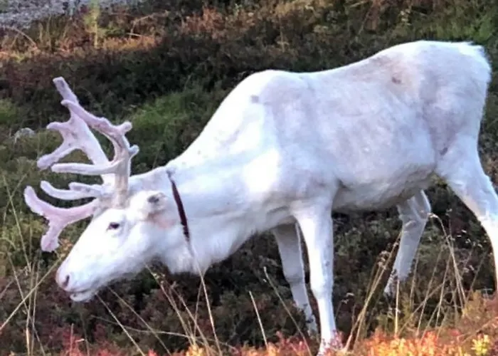 Karhuntaehti Villa Luosto